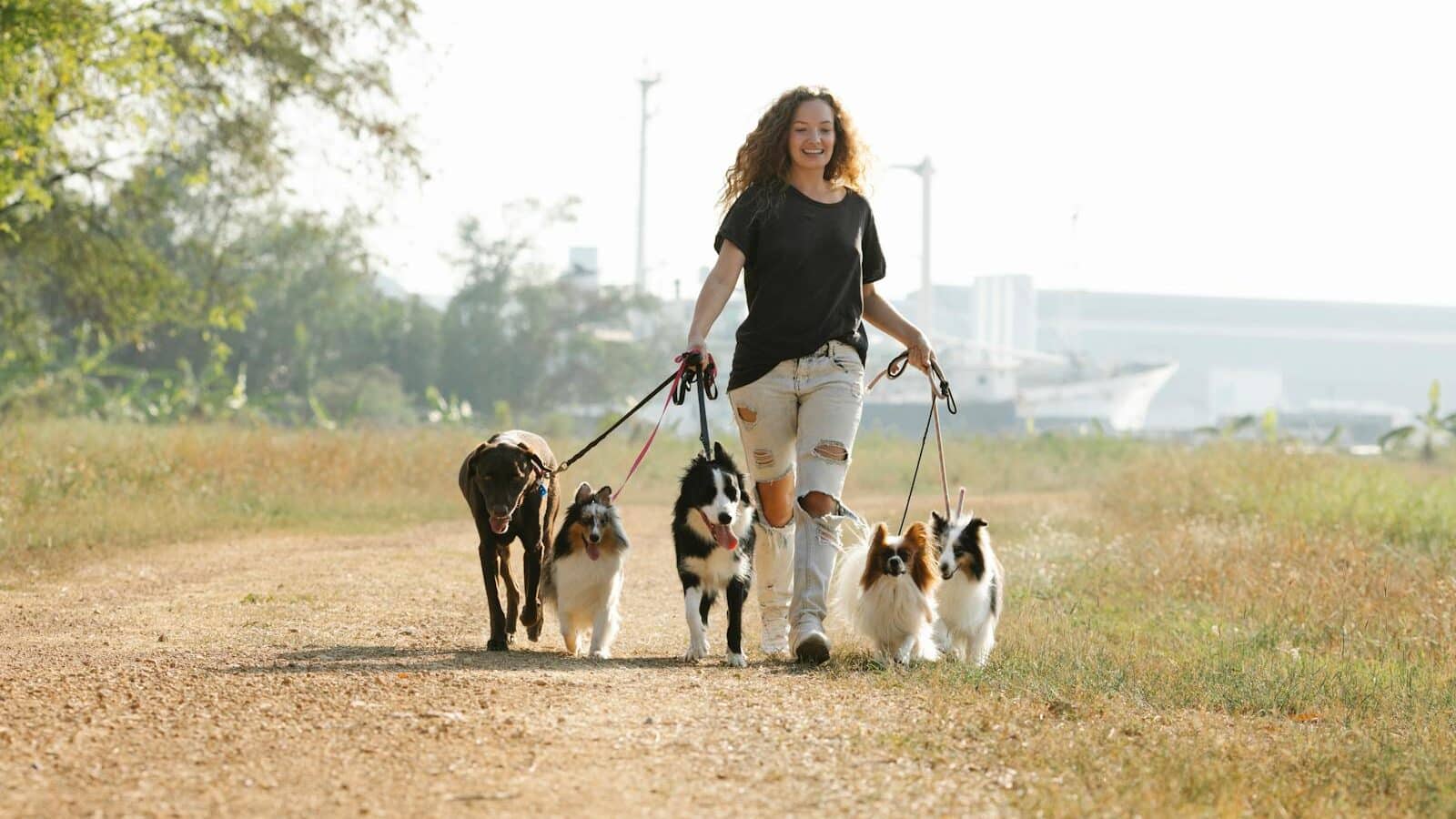 A Young Woman Walking a Group of Dogs