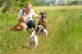 Mastering the Art of Multi-Dog Management