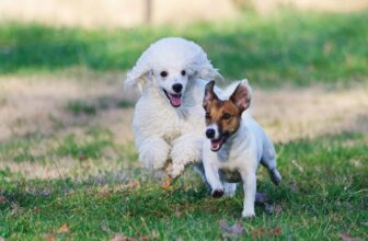 Off Leash and Recall: Essential Skills for Professional Dog Walkers