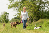 The Importance of Insurance for Dog Walkers
