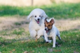 Off Leash and Recall: Essential Skills for Professional Dog Walkers