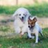 Craft a Paw-some Dog Walking Brand. Stand Out in the Pet Care Market